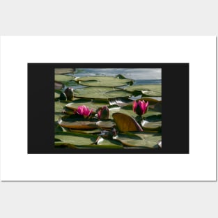 Pond with Water Lilies Posters and Art